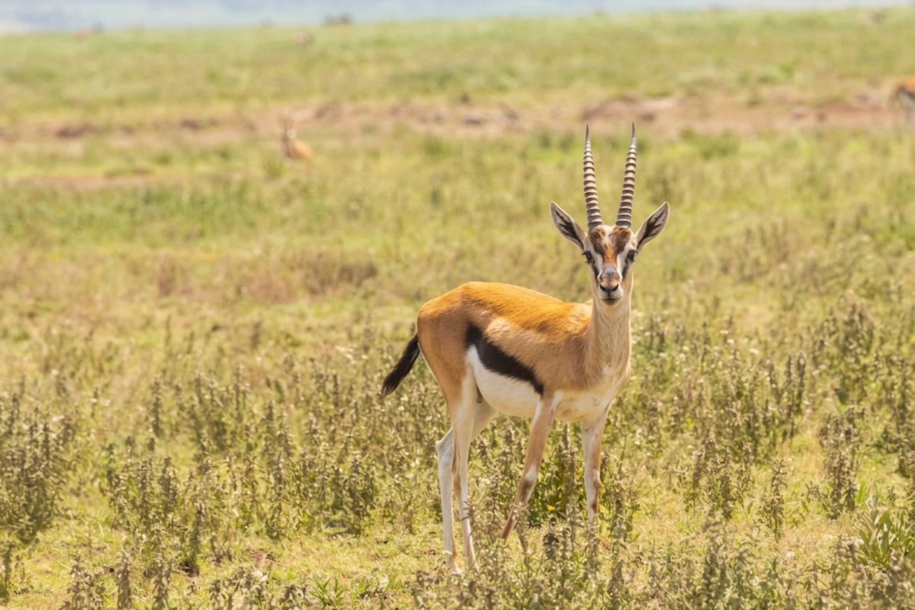 3-Day Classic Budget Safari to Tarangire, Crater & Manyara