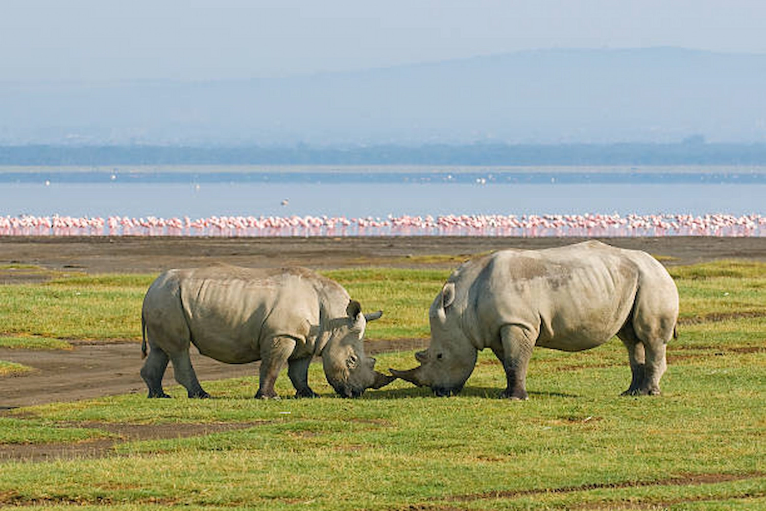 10-Day Memories of Kenya & Tanzania Mid-Range Safari