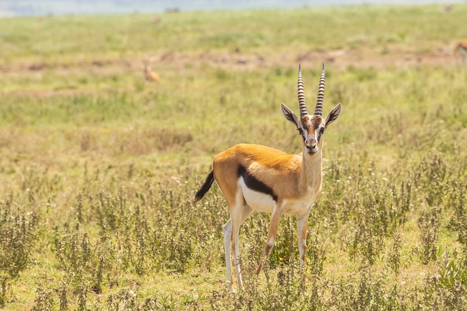 3-Day Classic Budget Safari to Tarangire, Crater & Manyara
