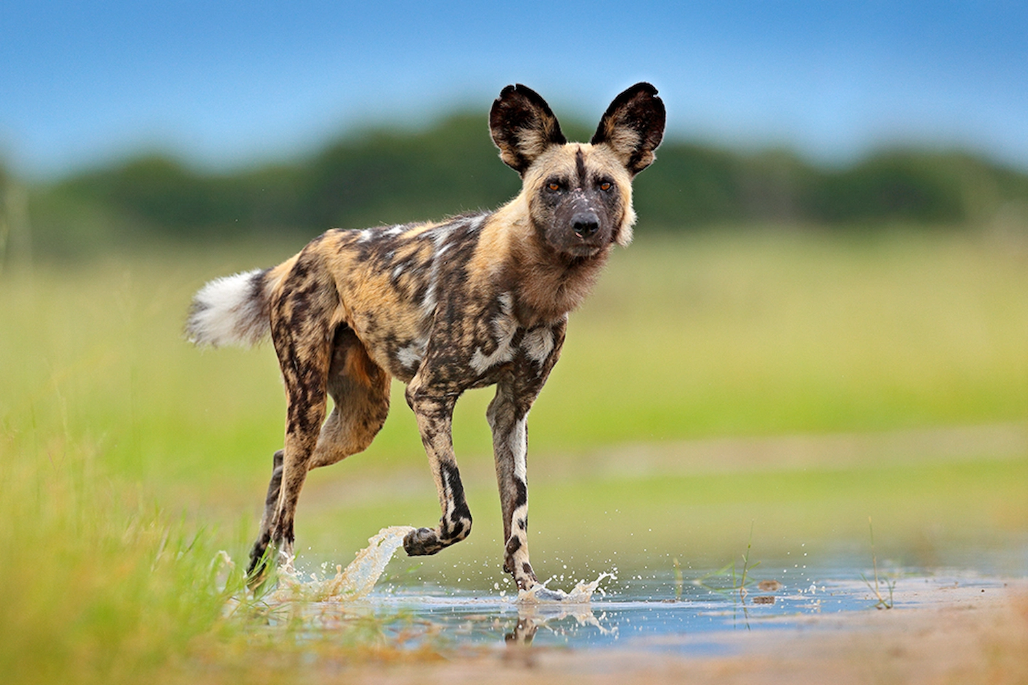 3-Day Private Mid-Range Lake Manyara & Ngorongoro Safari