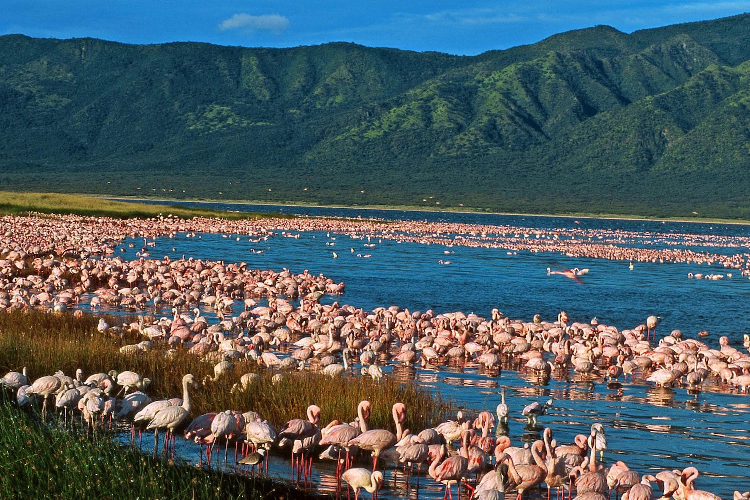 4-Day Budget Safari Tarangire, Manyara Night Game, Ngorongoro & Lake Eyasi