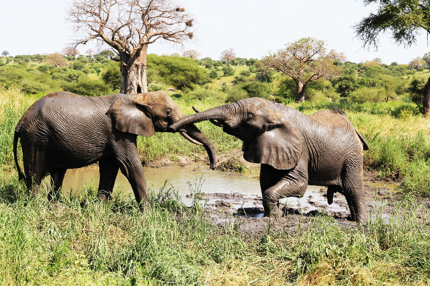 4 Day Northern Migration Safari: Tarangire and Ngorongoro Crater