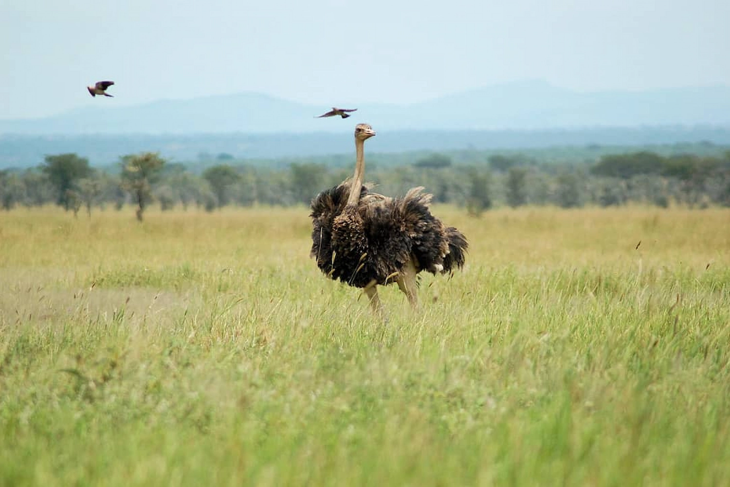 4 Days Tarangire, Serengeti & Ngorongoro Mid-range Safari