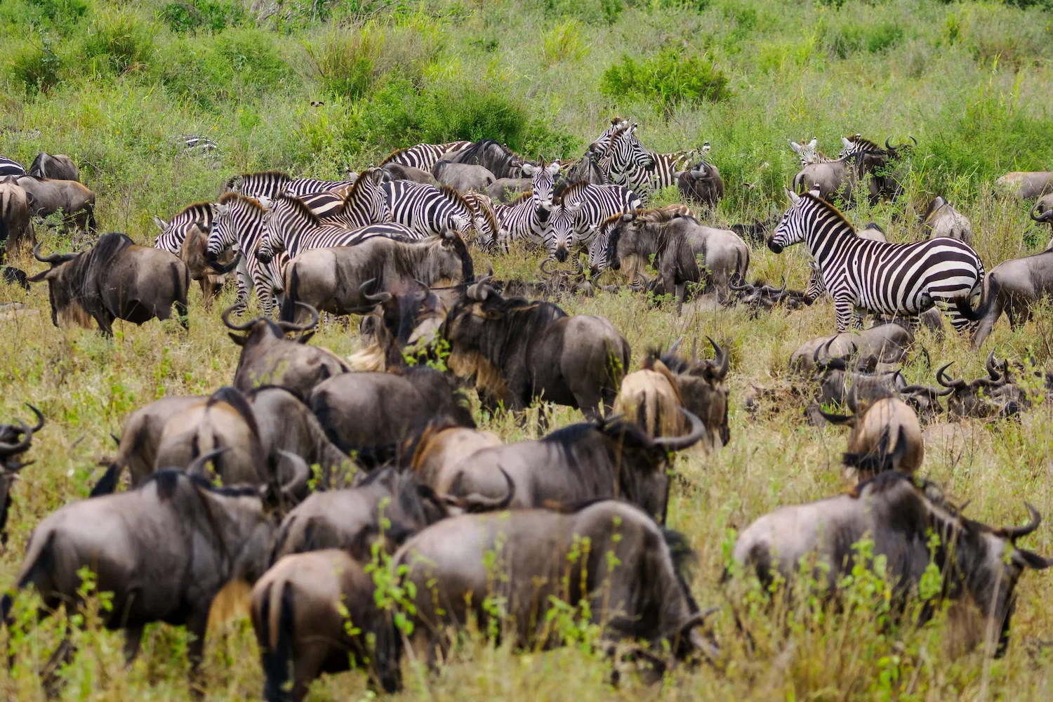 5-Day Ndutu Migration, Ngorongoro, Lake Manyara & Tarangire