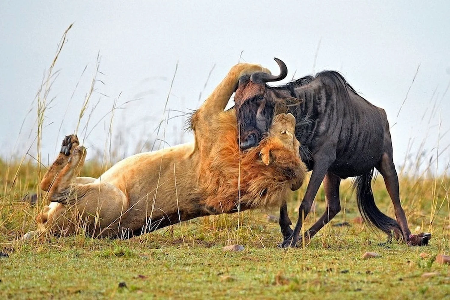 5 Days Tarangire, Serengeti and Ngorongoro Crater Joining Group Camping Safaris