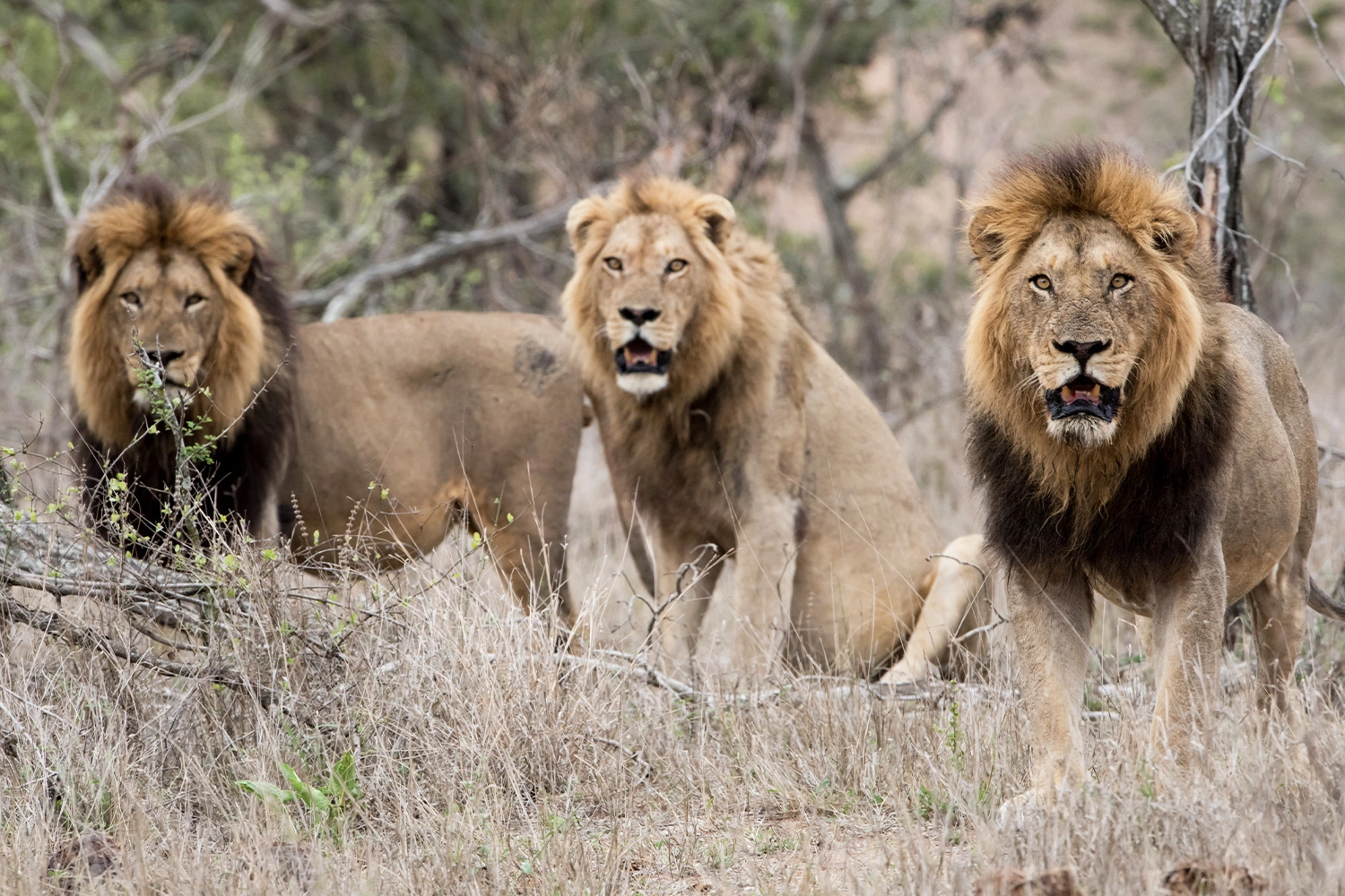 6 Days -Experience the Adventure of a Lifetime –Joining Group Tarangire, Serengeti & Ngorongoro Camping Safari