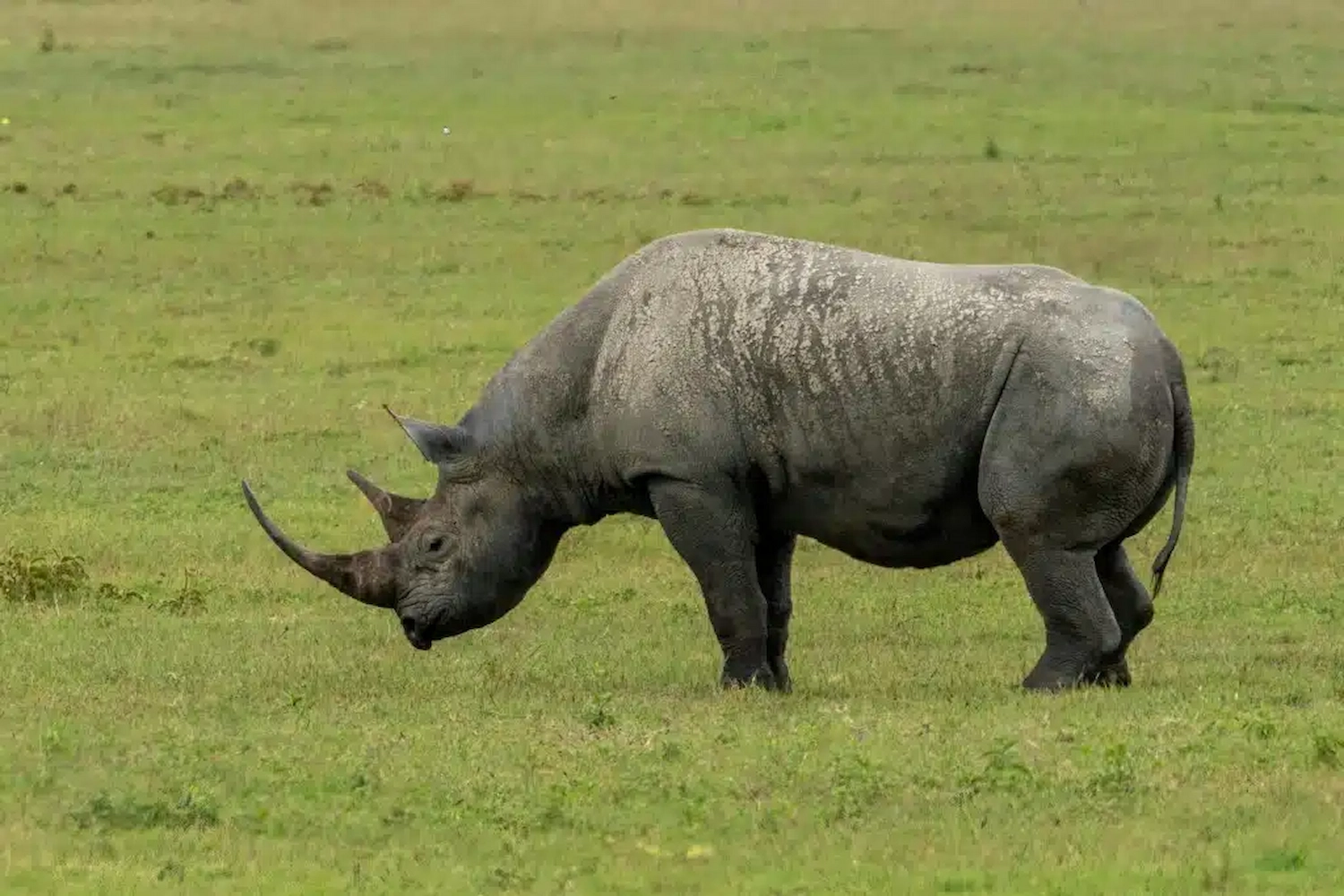 7-Day Unforgettable Northern Circuit Safari (Night Game Drive)