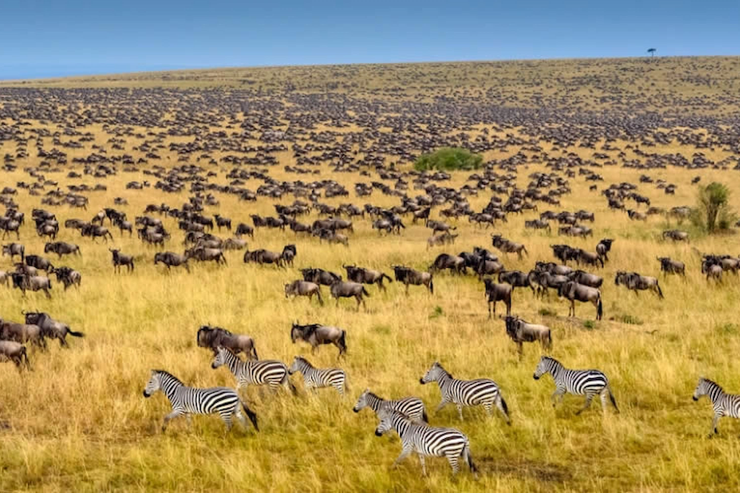 8-Day Wildebeest Migration from Maasai Mara to Serengeti