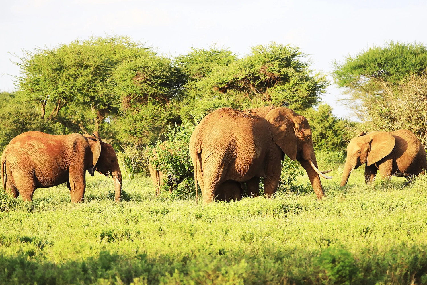 8 Days Witness Great Migration Safari – Western Serengeti Adventure