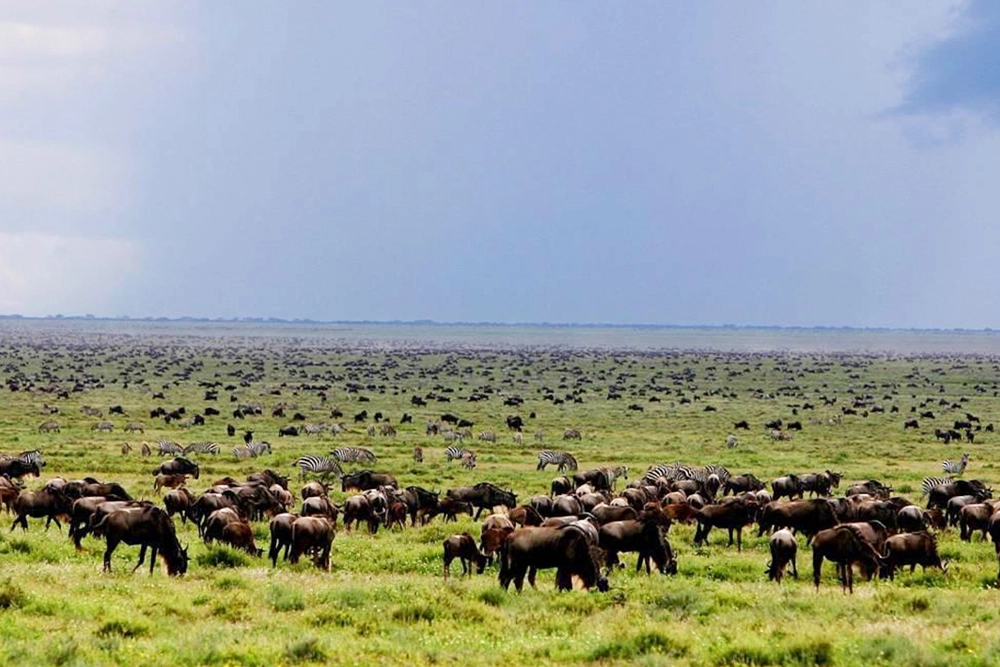 Ndutu Plains